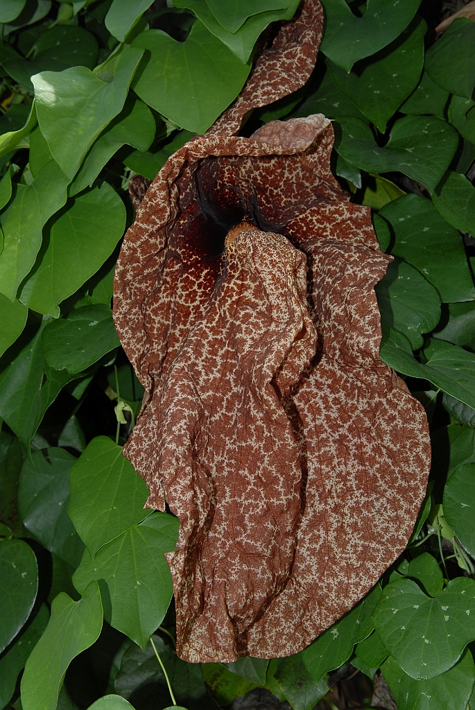 0221 Cairns Botanic Gardens.jpg